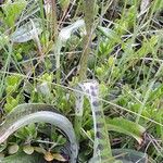 Dactylorhiza fuchsii Frunză