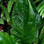 Tacca chantrieri Leaf