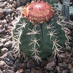 Melocactus neryi Leht