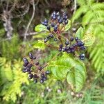 Viburnum treleasei Vaisius