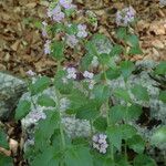 Arabidopsis cebennensis Egyéb