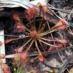 Drosera capillaris Staniste