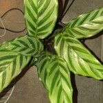 Calathea concinna Leaf