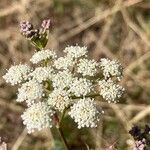 Seseli annuum 花