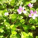 Oxalis violacea Habitatea