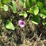 Ipomoea pes-capraeFlor