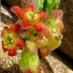 Ribes nigrum Flower