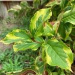 Weigela floridaLehti