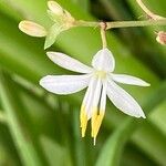 Chlorophytum comosum Kwiat