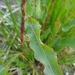 Rumex aquaticus Levél