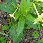 Nicotiana alata Blad