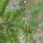 Picea abies葉