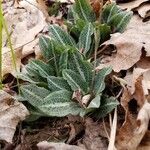 Goodyera pubescens Blatt