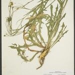 Hypochaeris microcephala Yeri