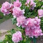 Paeonia lactifloraКветка