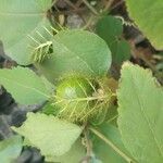 Passiflora foetidaFrukto