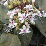 Clerodendrum infortunatum Virág
