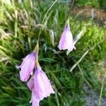 Dierama pulcherrimum Λουλούδι