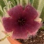 Stapelia hirsuta Floare