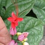 Clerodendrum umbellatum Flower