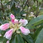 Rhododendron morii Blüte