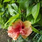 Hibiscus fragilisFlor