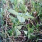 Medicago sativaЛисток