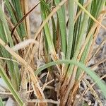 Cyperus capitatus Escorça