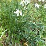 Narcissus poeticus Celota