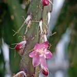 Lepismium cruciforme Blüte