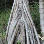 Pandanus tectorius Bark