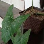 Convolvulus betonicifolius Leaf