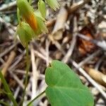 Oxalis suborbiculata Λουλούδι