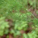 Asparagus tenuifolius Habitus