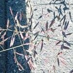 Eragrostis minor 花