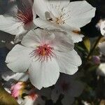 Prunus × yedoensis Λουλούδι