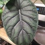 Alocasia baginda Лист