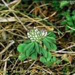 Trifolium bocconei Natur