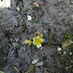 Limnanthes douglasii Fleur