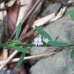 Pseudelephantopus spicatus Flower