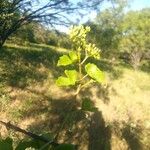 Cissus trifoliata Hoja
