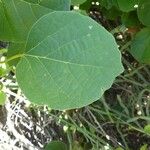 Cordia myxa Leaf