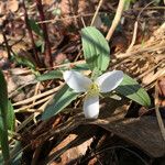 Trillium nivale ᱛᱟᱦᱮᱸ