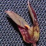 Specklinia simmleriana Egyéb