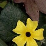 Thunbergia alataফুল