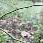 Smilax rotundifolia Bark