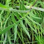 Knautia arvensis Blatt