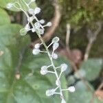 Circaea lutetiana Fruit