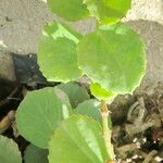 Cissus rotundifolia Blad