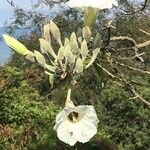 Ipomoea arborescensBlüte